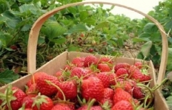 «Laboratorul științific aplicativ pentru legume, flori și ciuperci»