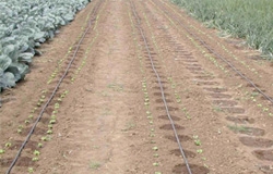 Agrodor-Succes
