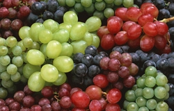 Agrogled
