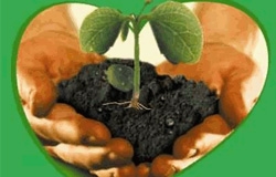 Agrostoc