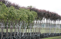 Almaplant