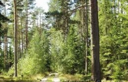 Гос.Лесохозяйственное Предприятие (г.Кишинэу)