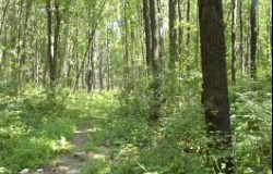 Гос.Предприятие по Лесному Хозяйству (г.Кэлэраш)