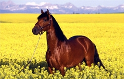 Племенный лошади AT-Prolin