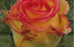 Rosa Vita