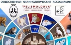 Выставка кошек "Primăvara 2015"