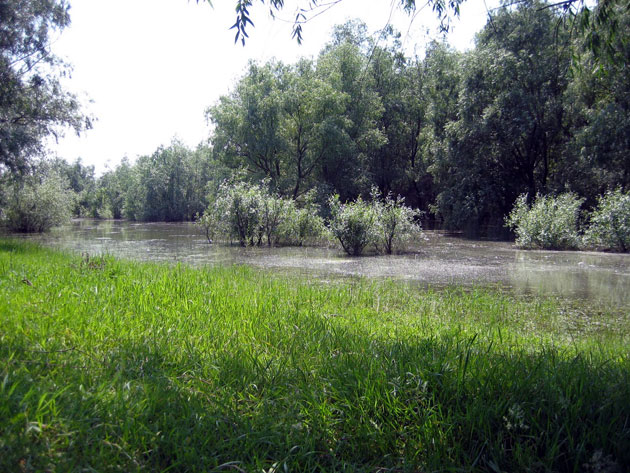 Scientific Reserve "Prutul de Jos"