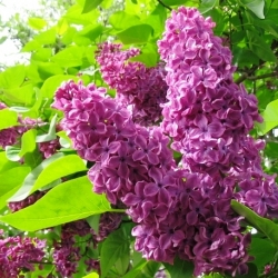 Пасха Блаженных (Паштеле Блажинилор)