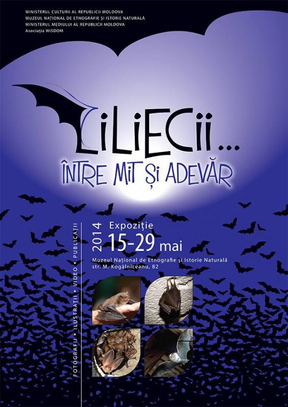 Chisinau will host an exhibition of bats