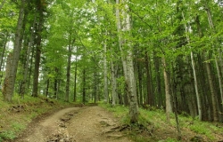 Молдова вошла в число стран с наименьшим количество деревьев на квадратный метр