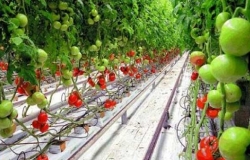 Organic vegetables are grown in New Falesti