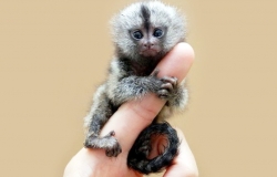 Minune la Zoo Chișinău, unde a venit pe lume pui de maimuta Callitrichidae