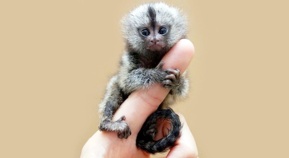 Minune la Zoo Chișinău, unde a venit pe lume pui de maimuta Callitrichidae