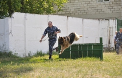Молдавские служебные собаки будут обучаться только на румынском языке