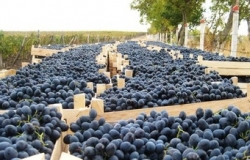 Молдова поднялась на второе место по поставкам винограда в Россию