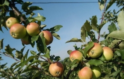 Молдова резко увеличила экспорт яблок и слив в Беларусь