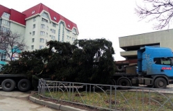 На центральной площади Кишинева будет установлена ель из Криулянского района