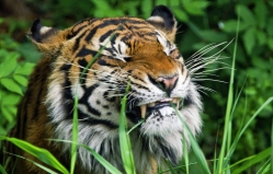 На севере Франции ищут сбежавшего тигра