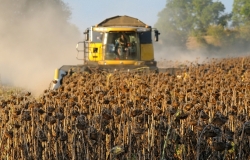 Agriculturii din Moldova au început să recolteze floarea-soarelui
