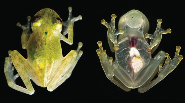 O nouă specie de broască complet transparentă a fost descoperită 