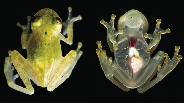 O nouă specie de broască complet transparentă a fost descoperită