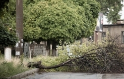 Сильный ветер в Кишиневе повалил десятки деревьев