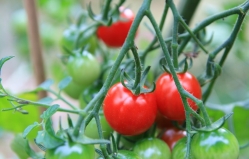 Turcii îi vor învăța pe moldoveni cum să crească tomate