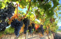 В Молдове будет создан регистр, куда будет включена подробная информация о виноградных плантациях и винах, произведенных в Республике