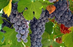 Moldovan farmers are gathering the harvest of table grapes