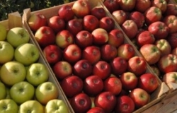 Moldovan Authorities decided to purchase apples from Moldovan farmers to the amount of 20 million lei