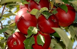В Молдове выросли цены на яблоки