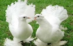 В Оргееве открылась выставка редких пород голубей