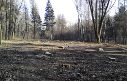 В молдавском парке имени Бориса Главана, на месте спиленных деревьев появятся новые