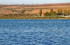 В шести водоемах Молдовы появятся карпы и белый амур