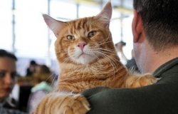 In the capital there was an exhibition of cats