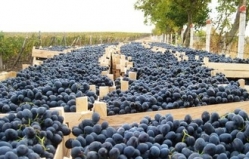 Виноделов Молдовы просят поддержать местных производителей