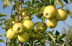 500 tons of apples have been shipped to Russia for a week