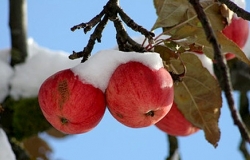 Заморозки повредили десятки тысяч тонн фруктов и овощей