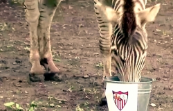 Zebra din Grădina Zoologică de la Chişinău a prezis câştigătoarea «Ligii Europei»